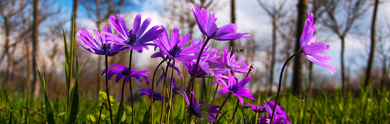 Fiori rosa.jpg